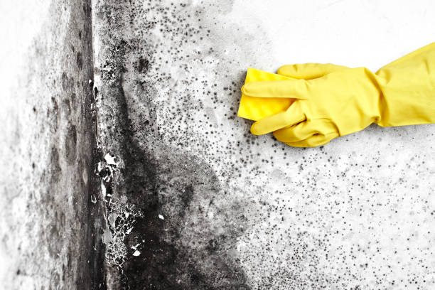 Best Professional Mold Removal  in Nanuet, NY