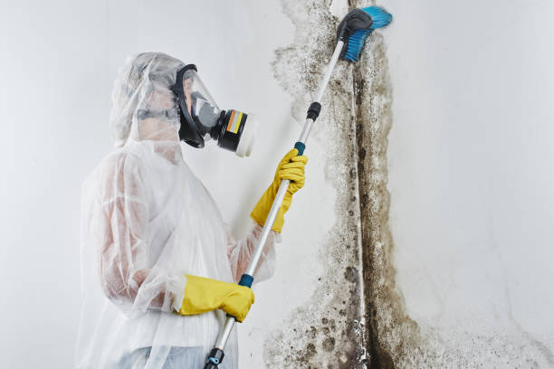 Best Mold Damage Repair  in Nanuet, NY