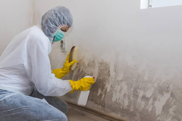 Best Fast Mold Removal  in Nanuet, NY