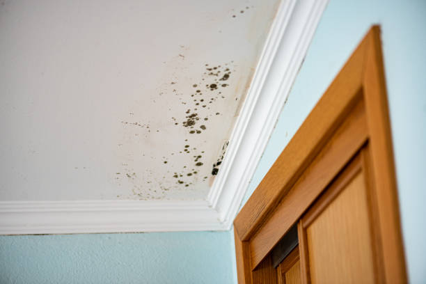 Best Certified Mold Removal  in Nanuet, NY