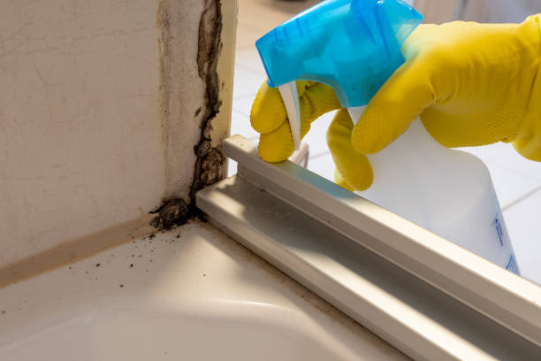 Best Mold Remediation  in Nanuet, NY