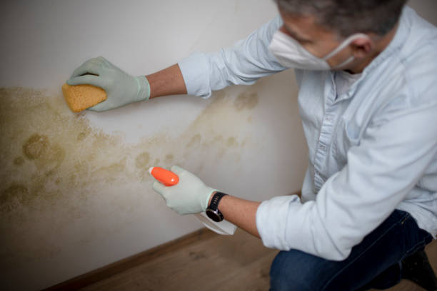 Best Fast Mold Removal  in Nanuet, NY