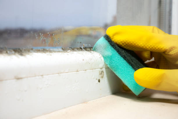 Best Mold Testing  in Nanuet, NY