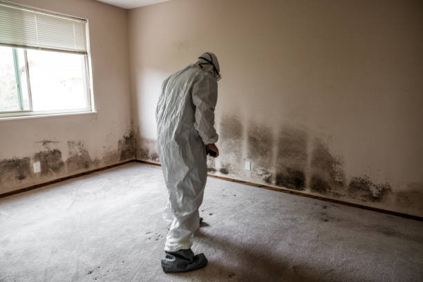 Best Mold Removal Company Near Me  in Nanuet, NY