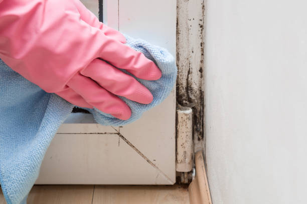 Best Black Mold Removal  in Nanuet, NY