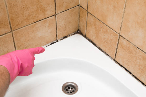 Best Emergency Mold Removal  in Nanuet, NY